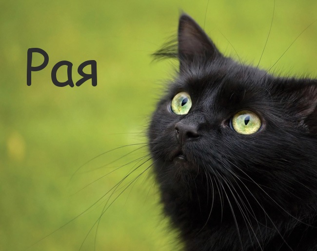 Картинка с черным котом и именем Рая
