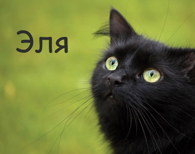 Картинка с черным котом и именем Эля