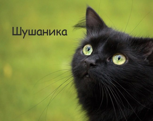Картинка с черным котом и именем Шушаника