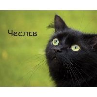 Картинка с черным котом и именем Чеслав