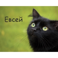 Картинка с черным котом и именем Евсей