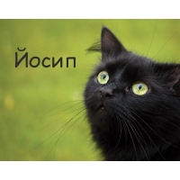 Картинка с черным котом и именем Йосип