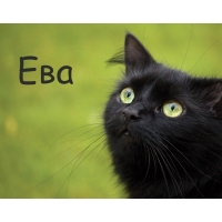Картинка с черным котом и именем Ева