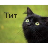 Картинка с черным котом и именем Тит