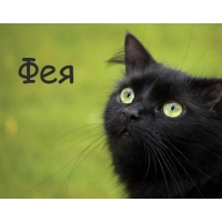 Картинка с черным котом и именем Фея