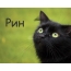 Картинка с черным котом и именем Рин