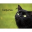 Картинка с черным котом и именем Евтропий