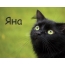 Картинка с черным котом и именем Яна