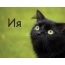 Картинка с черным котом и именем Ия